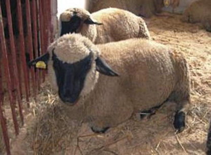 Small-batch dyed heritage skeins of 100% Latvian Dark-Headed Sheep Wool in earthy multicolor gradients like Green-Brown #052. The image shows the rustic single-ply texture and the sheep breed origin, representing the authentic wool traditions of Paces Vilnas Fabrika, Latvia. Available at iDOKNiT.com.